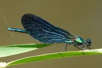 Calopteryx virgo