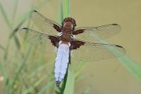 Libellula depressa