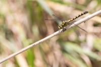 Onychogomphus forcipatus