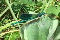Calopteryx splendens