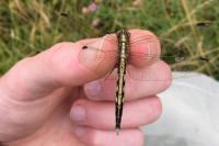 Orthetrum albistylum