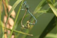 Platycnemis pennipes