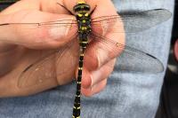 Cordulegaster boltonii