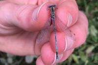 Platycnemis pennipes