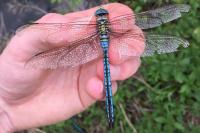 Anax imperator