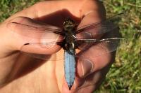 Libellula depressa