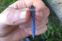 Orthetrum brunneum