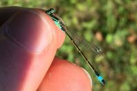Ischnura elegans