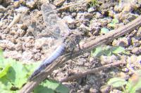 Orthetrum cancellatum