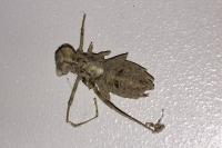 Sympetrum striolatum