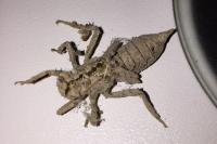 Orthetrum cancellatum