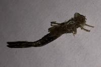 Chalcolestes viridis