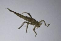 Platycnemis