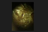 Chalcolestes viridis