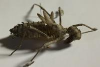 Somatochlora metallica