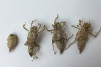 Orthetrum cancellatum