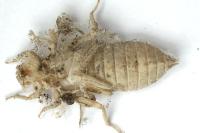 Onychogomphus forcipatus forcipatus