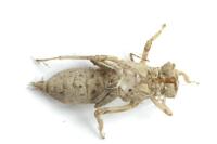 Orthetrum cancellatum