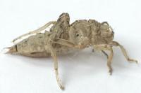 Orthetrum cancellatum