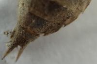 Orthetrum cancellatum