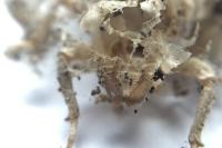 Onychogomphus forcipatus forcipatus