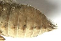 Onychogomphus forcipatus forcipatus