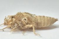 Onychogomphus forcipatus forcipatus