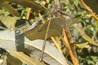 Chalcolestes viridis