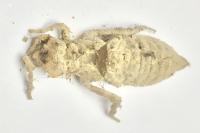 Onychogomphus forcipatus forcipatus