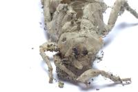 Onychogomphus forcipatus forcipatus