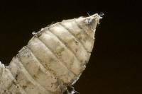 Onychogomphus forcipatus forcipatus