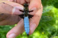 Libellula depressa