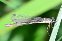 Lestes dryas