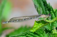 Enallagma cyathigerum