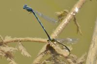 Erythromma lindenii