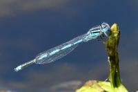 Erythromma lindenii