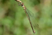 Chalcolestes viridis