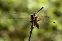 Libellula fulva