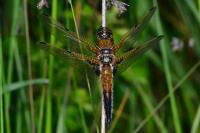 Libellula quadrimaculata