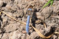 Orthetrum brunneum