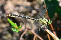 Onychogomphus forcipatus