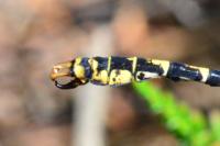 Onychogomphus forcipatus