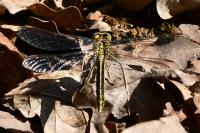 Gomphus pulchellus