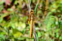 Crocothemis erythraea