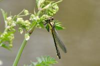 Gomphus vulgatissimus