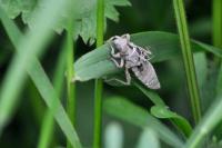 Gomphus vulgatissimus