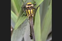 Gomphus vulgatissimus