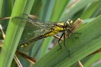 Gomphus vulgatissimus