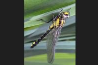 Gomphus vulgatissimus