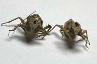 Gomphus vulgatissimus